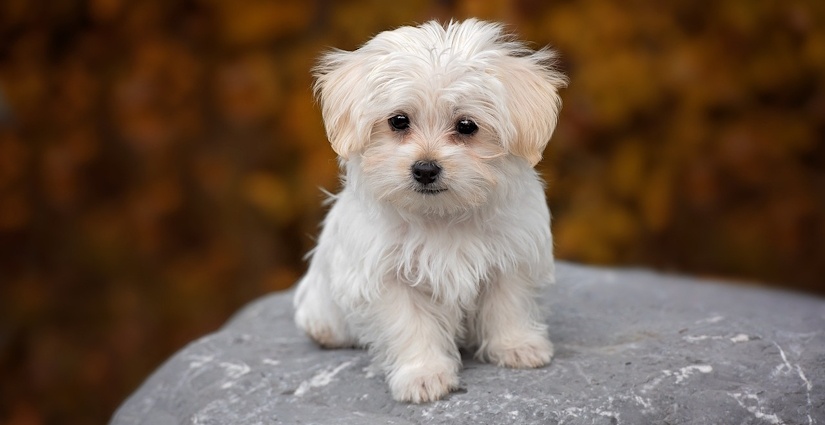 Maltese