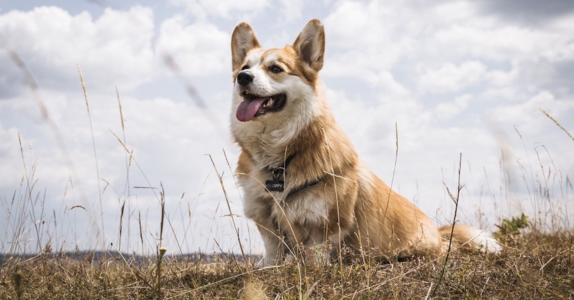 Pembroke Welsh Corgi