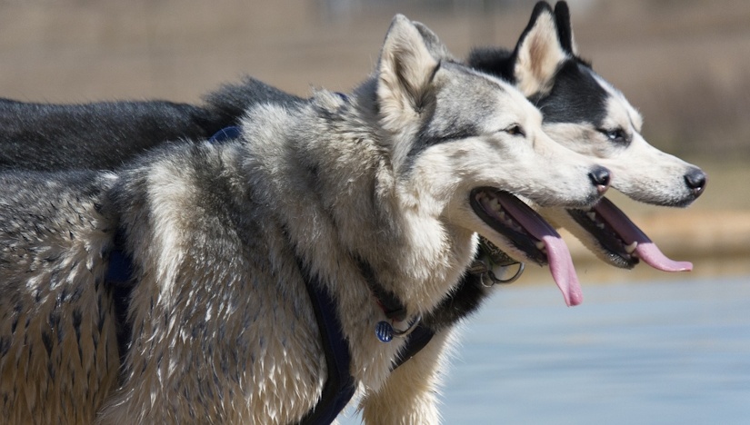 Siberian Husky