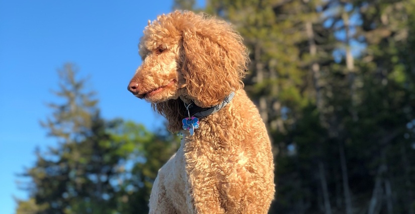 Standard Poodle