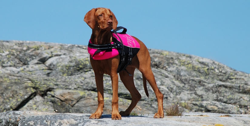 Vizsla