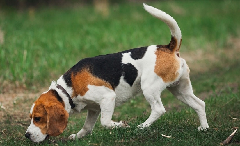 Beagle