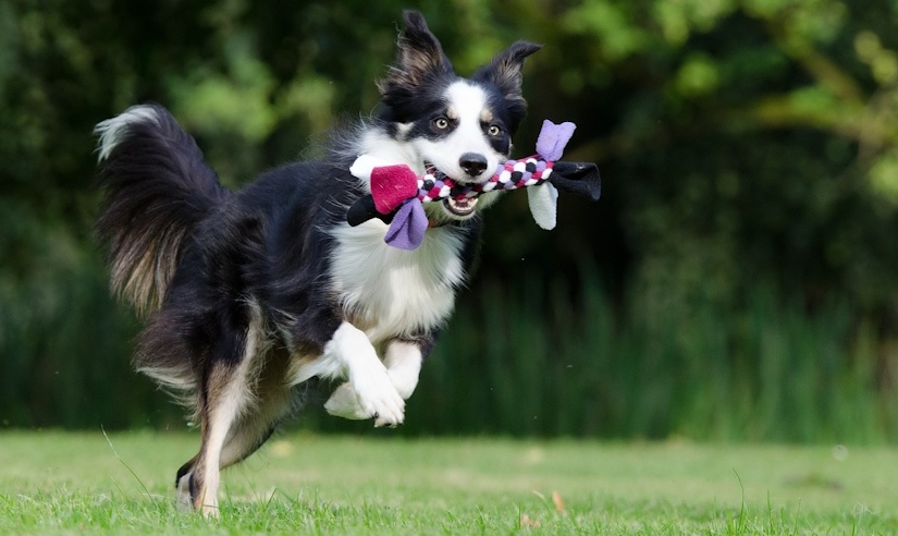 Border Collie