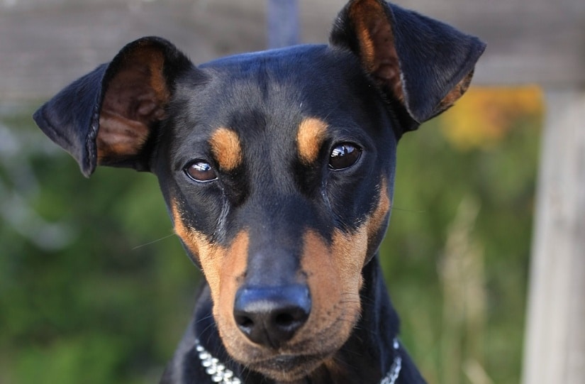 German Pinscher