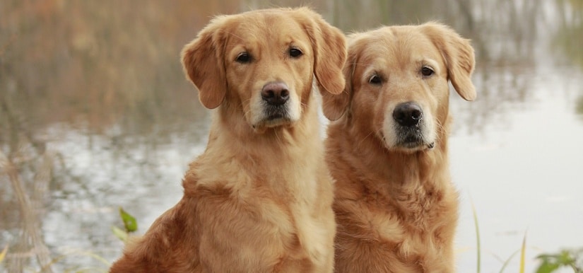 Golden Retriever