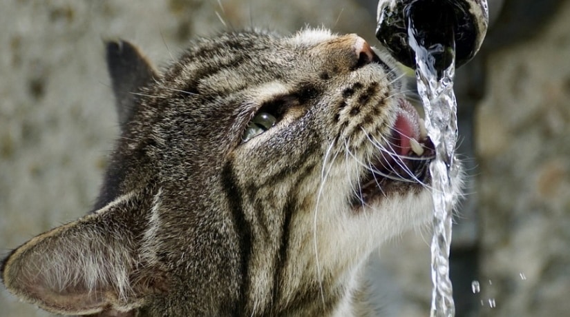 The cat is thirsty