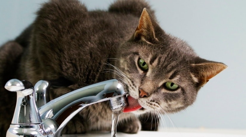 Beautiful cat is drinking