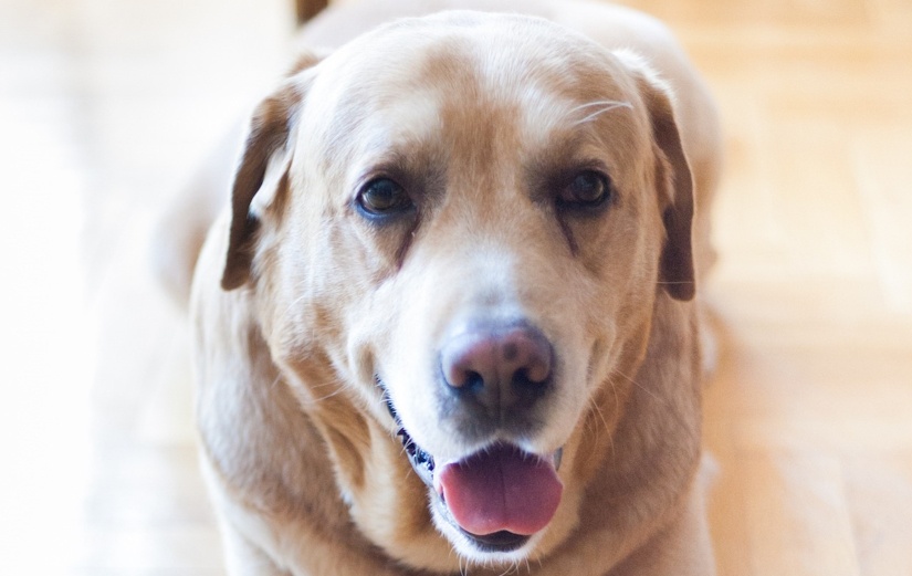 Labrador Retriever