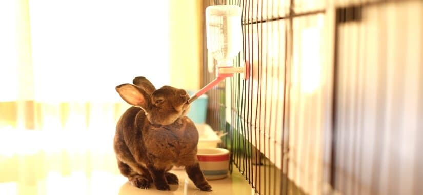 Accessories In Rabbit Cage