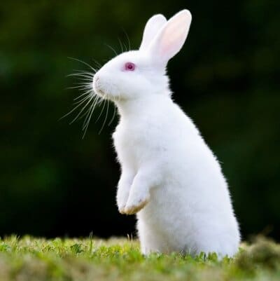 Rex Rabbit Breed Information and Pictures 