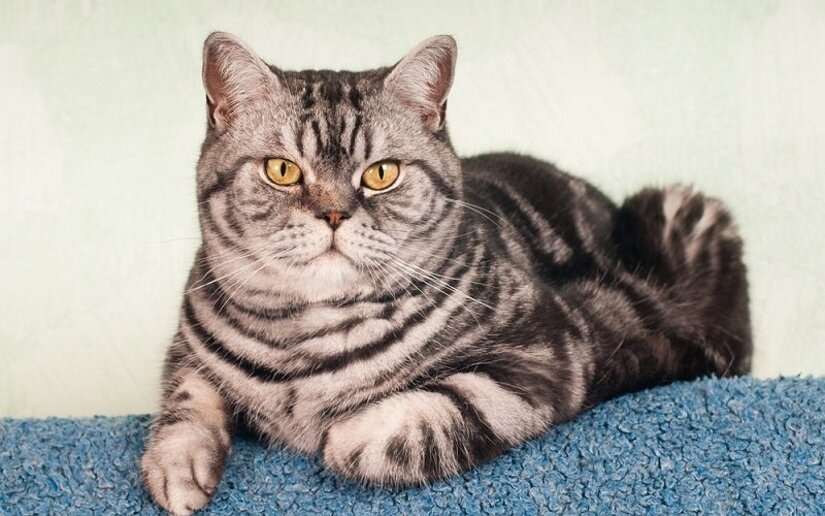 American Shorthair Lies is lying on sofa