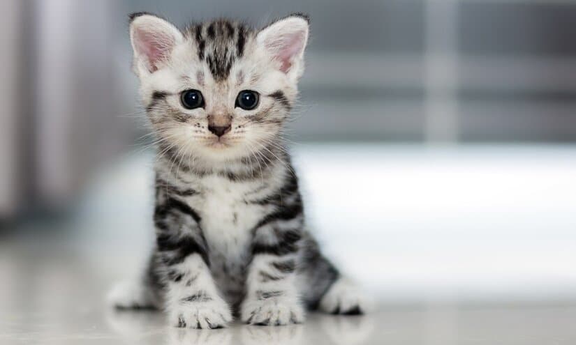 American Shorthair kitten