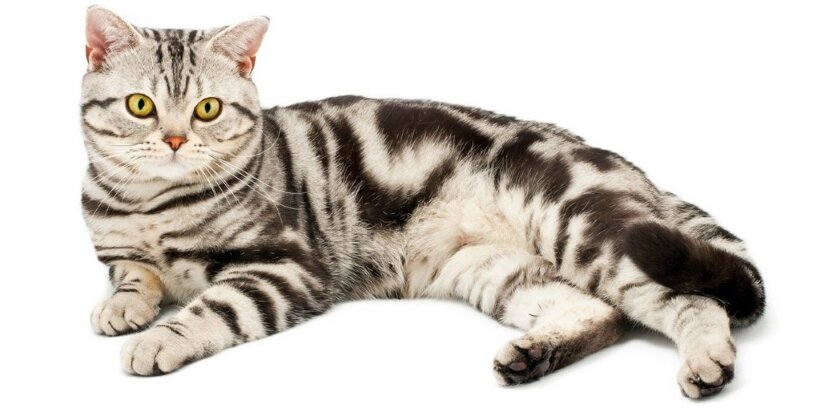 American Shorthair Lies is lying