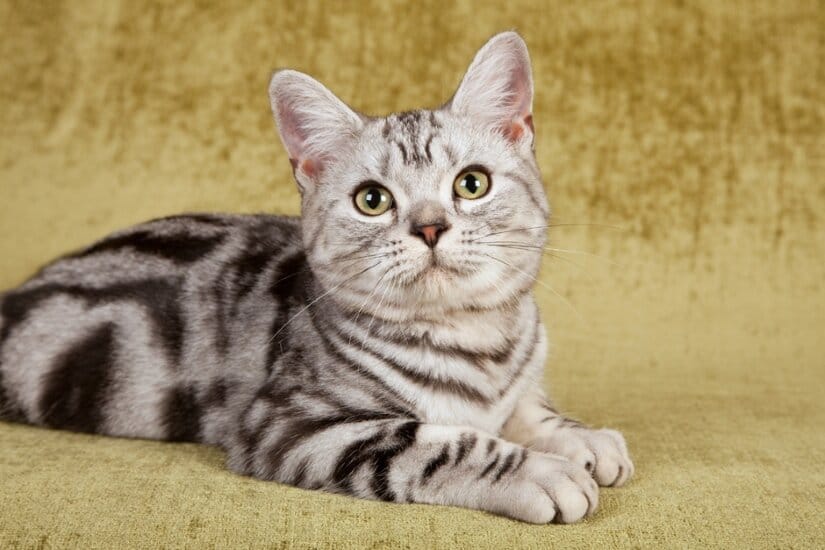 American Shorthair Lies is lying on sofa