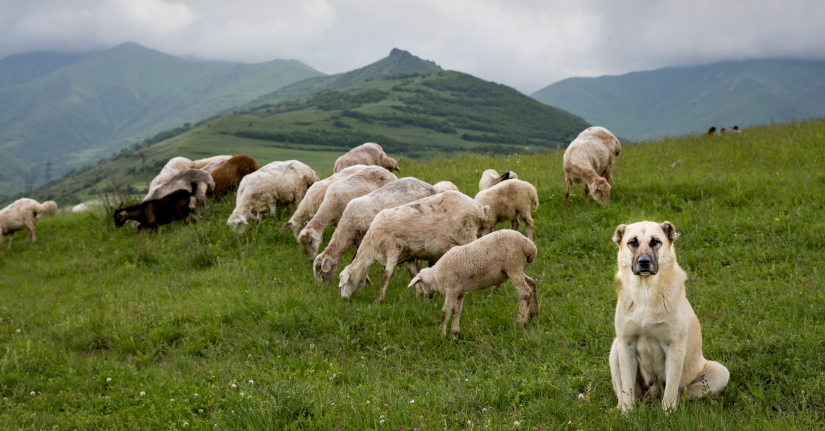 Dog guarding sheep