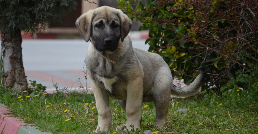 Curious puppy walking outside