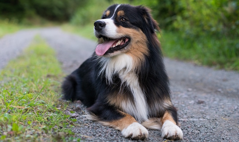 Australian Shepherd