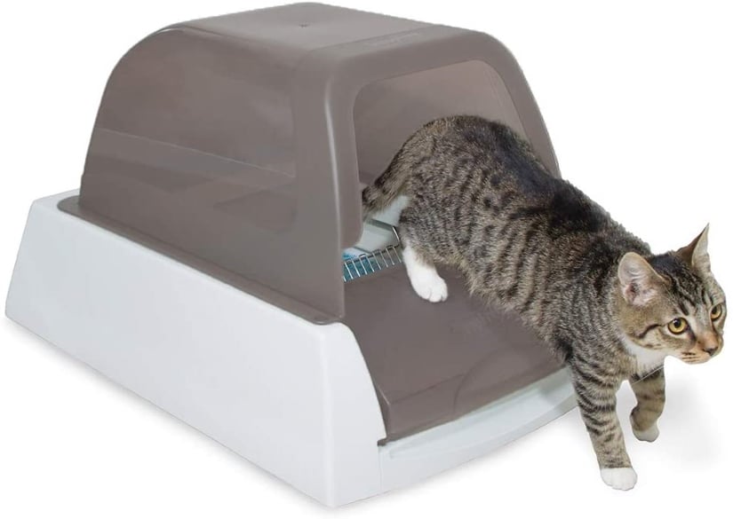 Cat in Automatic Box
