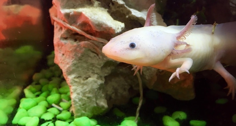 White Axolotl Morphing