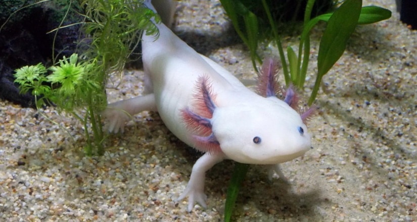 Curious Axolotl Morphing