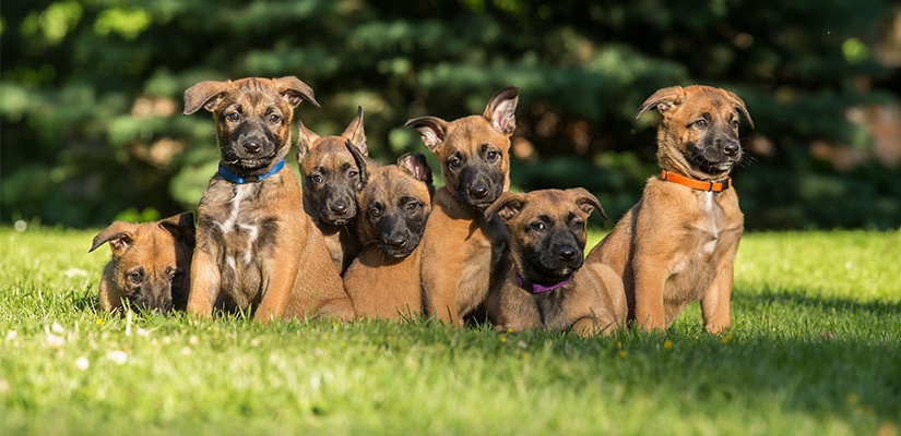 Belgian Malinos Puppies