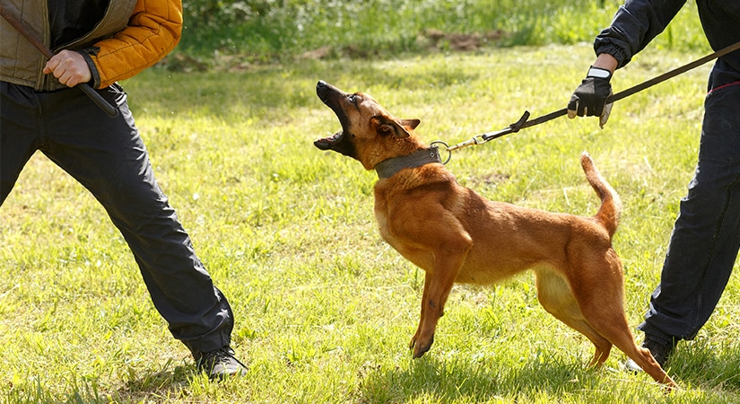 Belgian Malinos Exercise