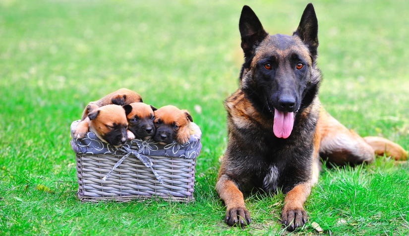 Female dog with puppies