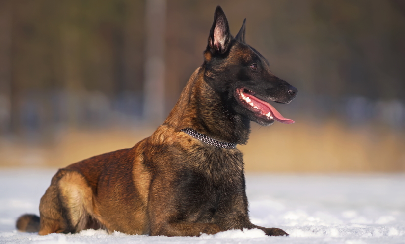 Puppy lying down on a snow