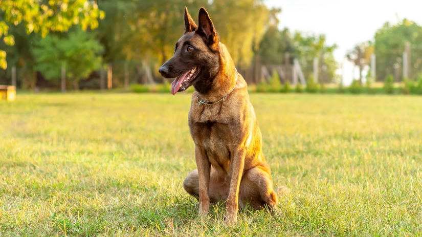 Doggie sitting on the grass on a sunny day