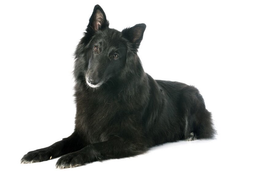 Belgian Sheepdog Lying