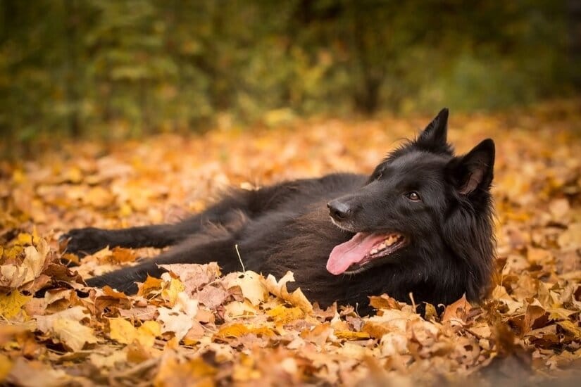 Belgian Sheepdog Lying