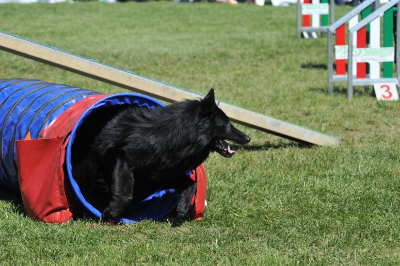 Belgian Sheepdog Exercise