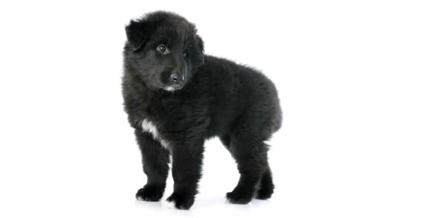 Belgian Sheepdog Puppy