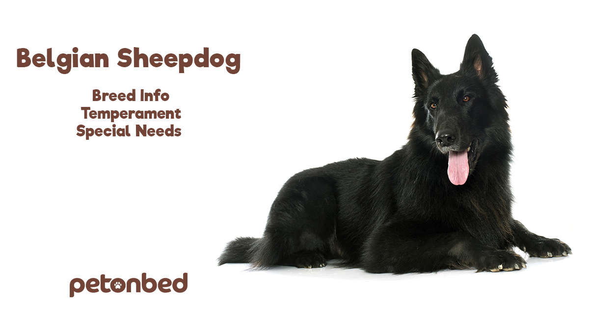 Belgian Sheepdog • Dog Breed Info, Temperament, Special Needs