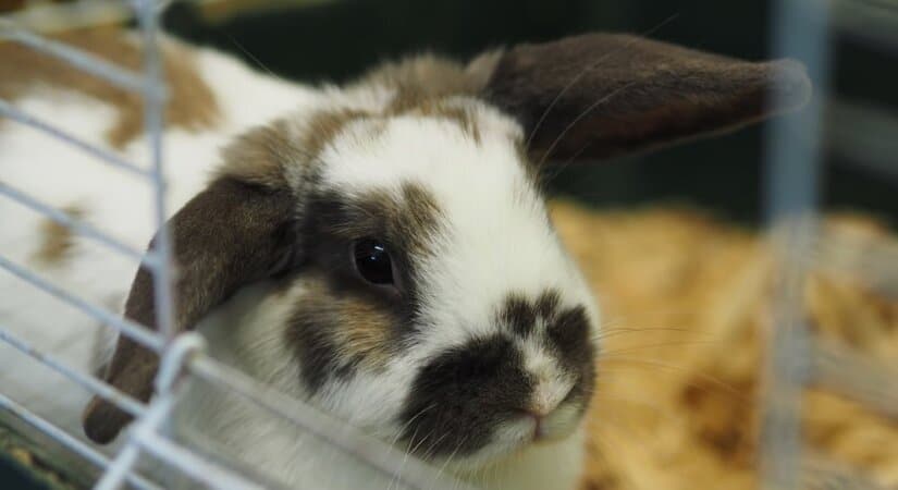 Indoor Rabbit In Cage