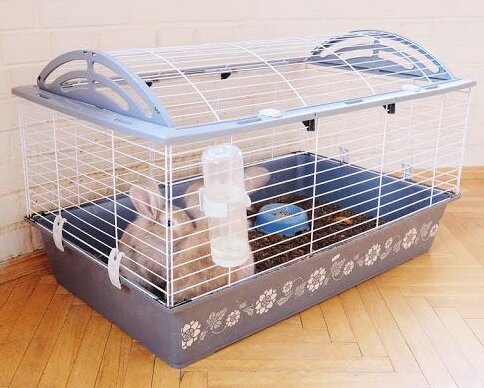 Few Rabbits In Cage