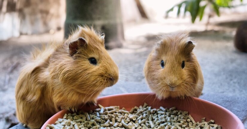 Best Guinea Pig Eats Pellets