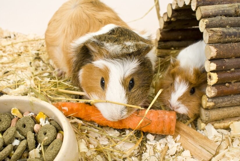 Best Guinea Pig Eats Carrot