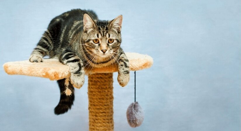 Cat Lies On Ladder