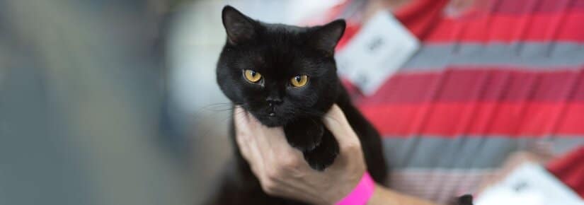 Bombay Cat Play