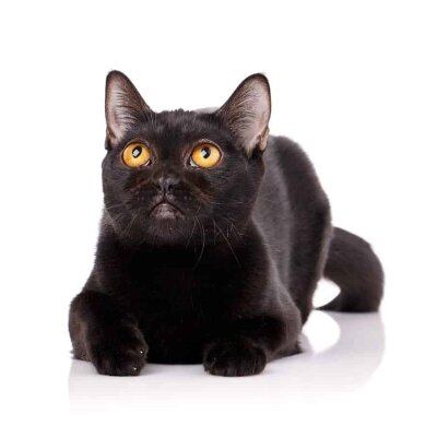 Elegant bombay cat