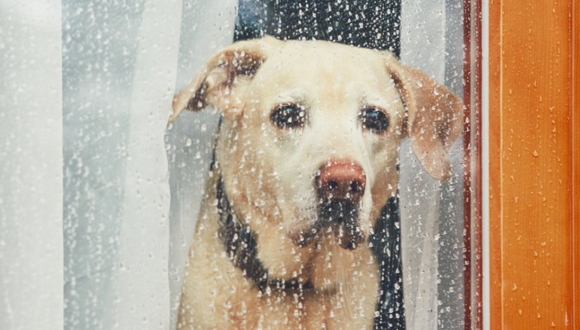 Labrador retriever waiting alone at home.