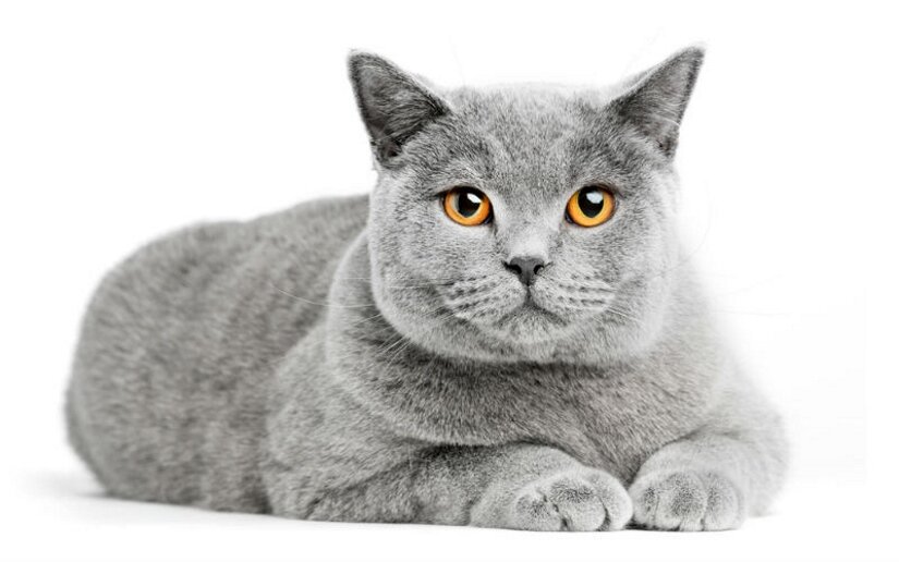 British Shorthair Lies