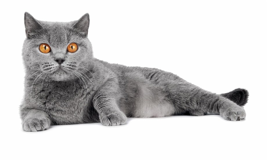 British Shorthair Lies