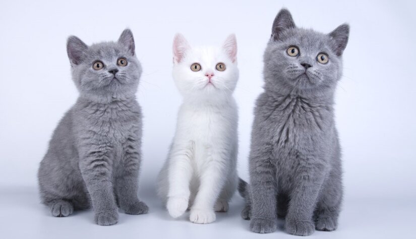 British Shorthair Kittens