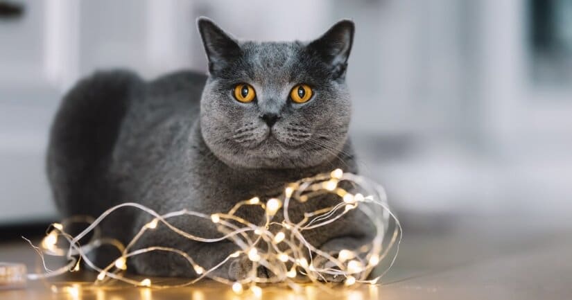 Scottish Fold With Lights