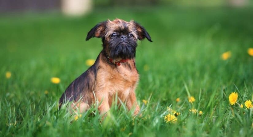 Brussels Griffon Sit