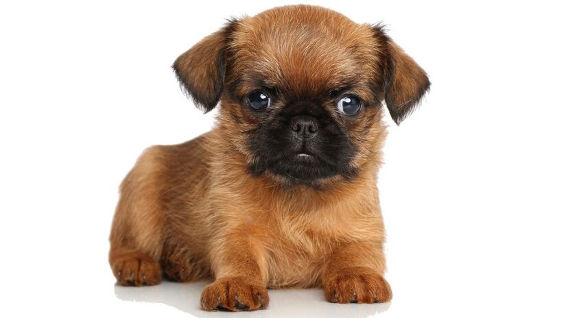 Brussels Griffon Puppy