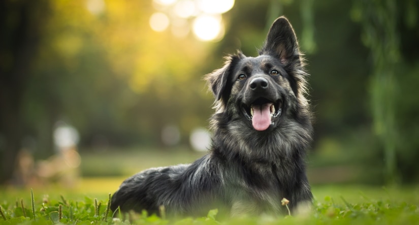 Portrait of young crossbreed dog