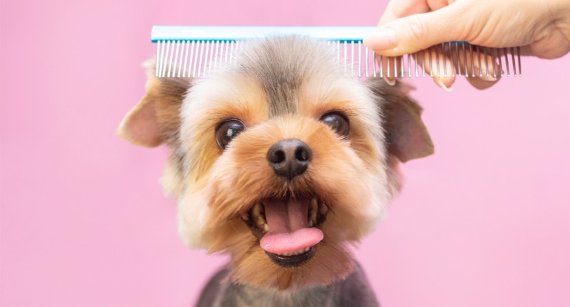 Dog gets a hair cut